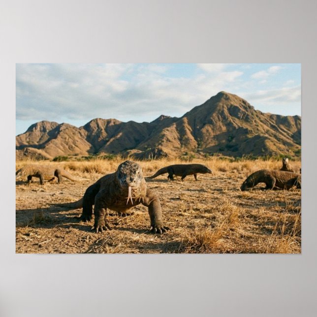 Poster Komodo Dragon Indonesia National Park Wildlife Art (Frente)