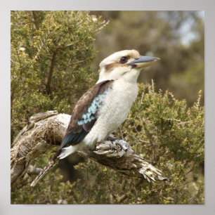 Pôster Kookaburra