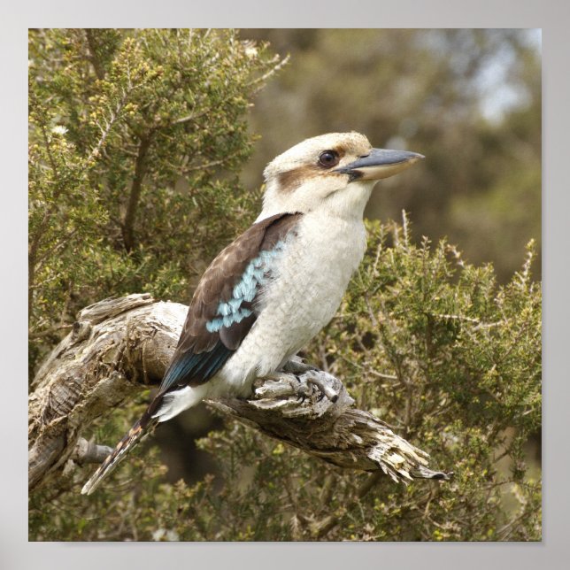 Pôster Kookaburra (Frente)