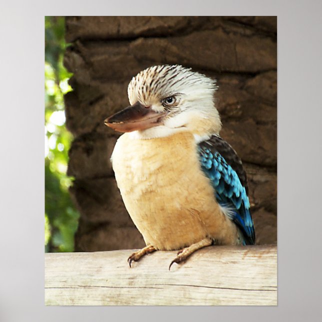 Pôster Kookaburra (Frente)