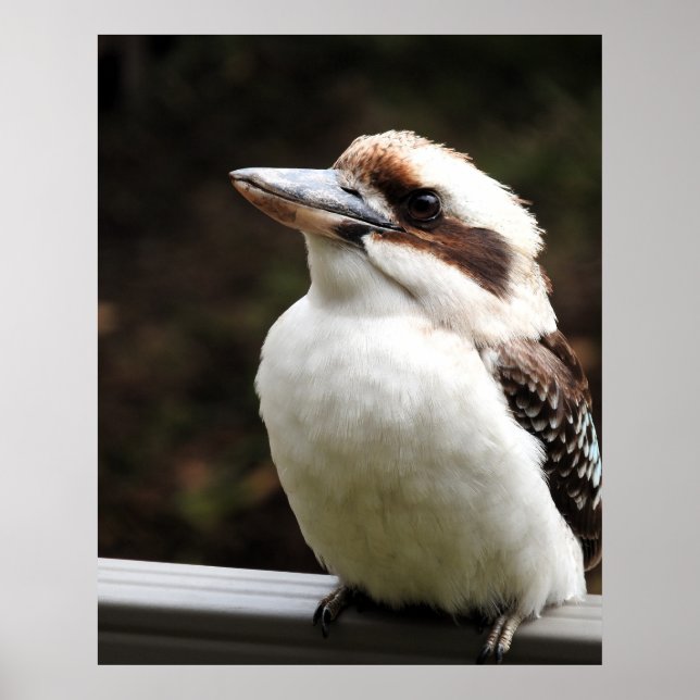 Poster Kookaburra (Frente)