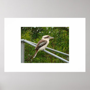 Pôster Kookaburra