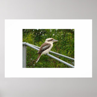 Pôster Kookaburra