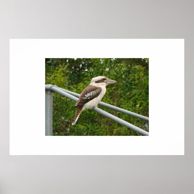 Pôster Kookaburra (Frente)