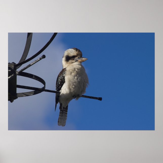 Pôster Kookaburra (Frente)