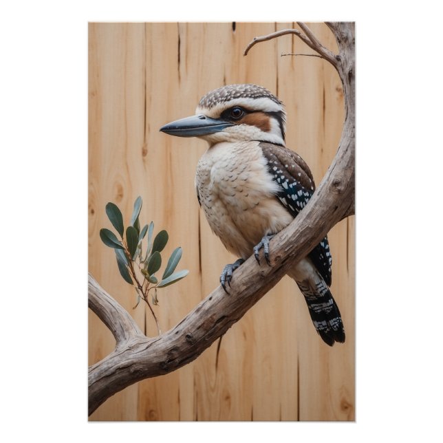 Pôster Kookaburra australiano em uma Arte da Vida Selvage (Frente)