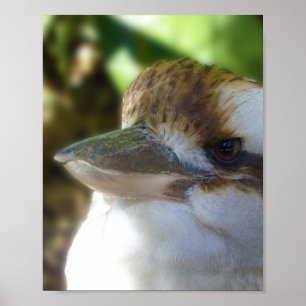 Poster Kookaburra australiano fecha-se,