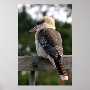 Pôster Kookaburra de riso