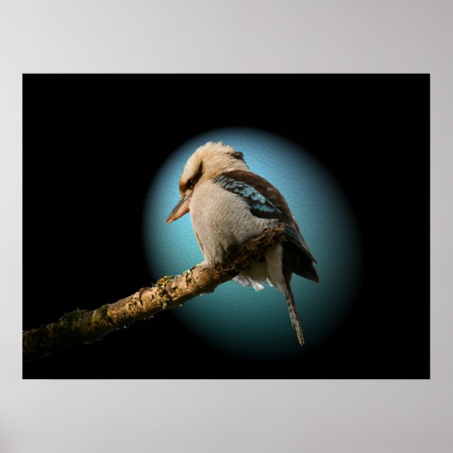 Poster Kookaburra em destaque (Frente)