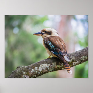 Poster Kookaburra no galho