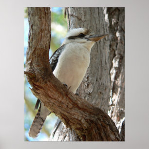 Poster Kookaburra Risonho Empoleirado em Árvore de Eucali