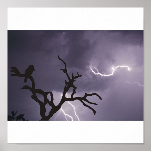 Poster Kookaburra Storm (Frente)