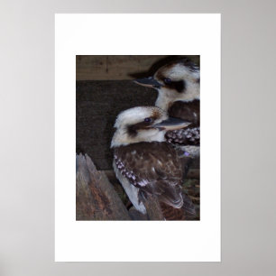 Pôster Kookaburras
