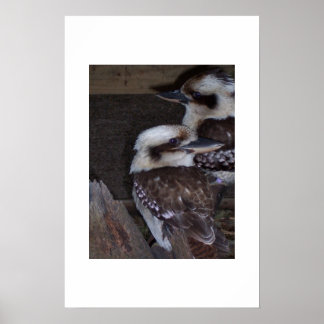Pôster Kookaburras