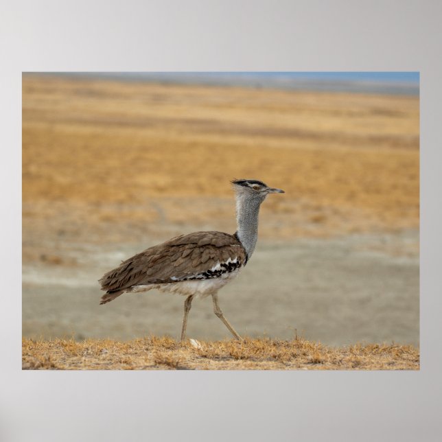 Poster Kori Bustard - Pássaro Voador Mais Pesado de Áfric (Frente)