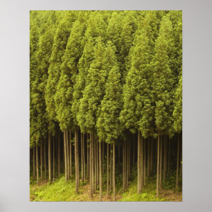Pôster Koya Sugi Cedar Trees