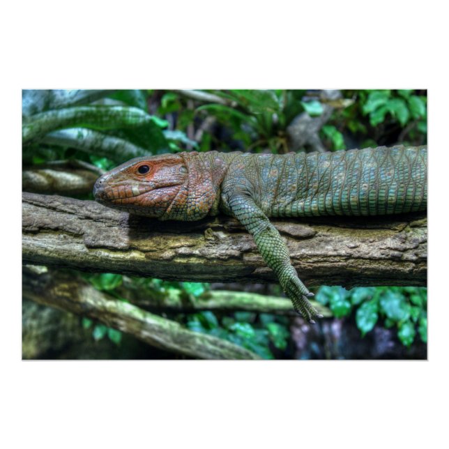 Pôster Krokodilteju (Frente)