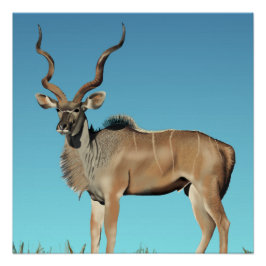 Pôster Kudu