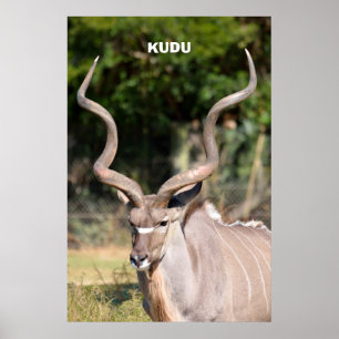 Poster Kudu