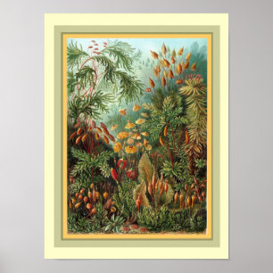 Pôster Kunstformen der Nature de Haeckel 12 x 16