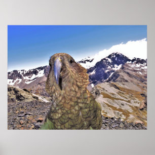 Poster Kurious Kea
