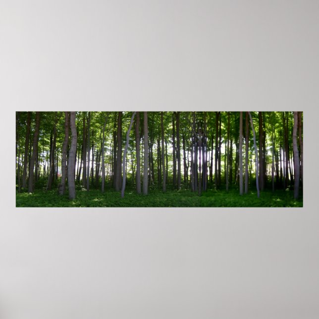 Pôster Küstenschutzwald. (Frente)