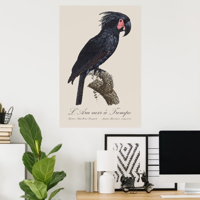 Poster L' Ara Noir a Trompe / Palm Cockatoo (Escritório em casa)