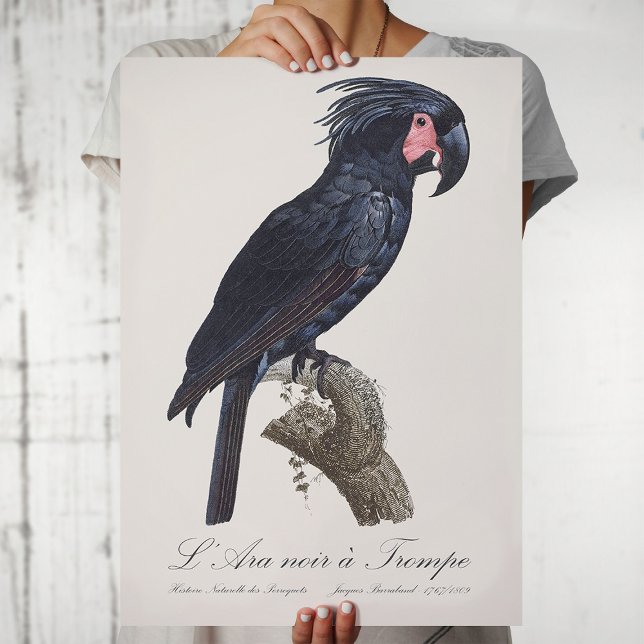 Poster L' Ara Noir a Trompe / Palm Cockatoo (L' Ara Noir a Trompe / Palm Cockatoo. Poster)