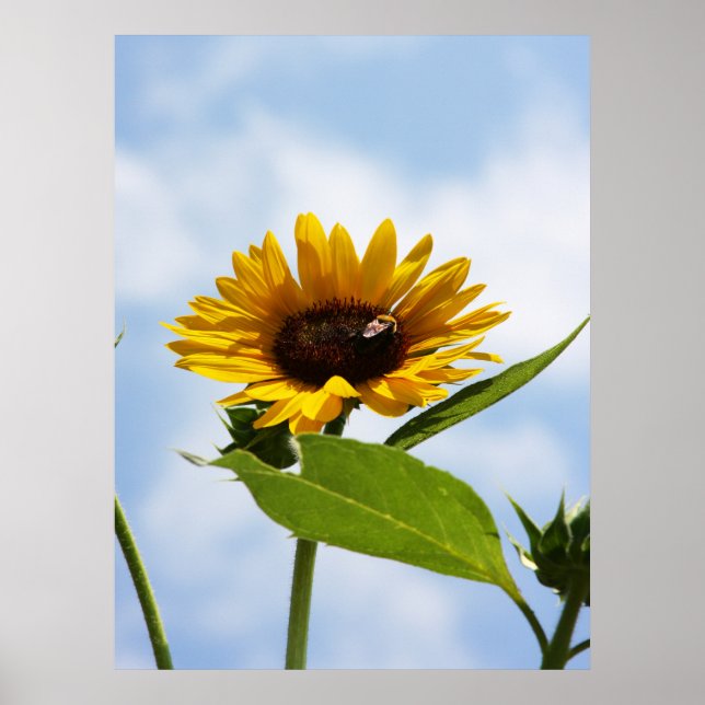 Poster Lá em cima nas nuvens (Frente)