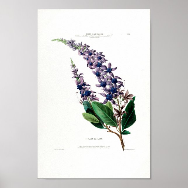 Poster La Fleur De St.Jean Purple Floral Amerique Botanic (Frente)