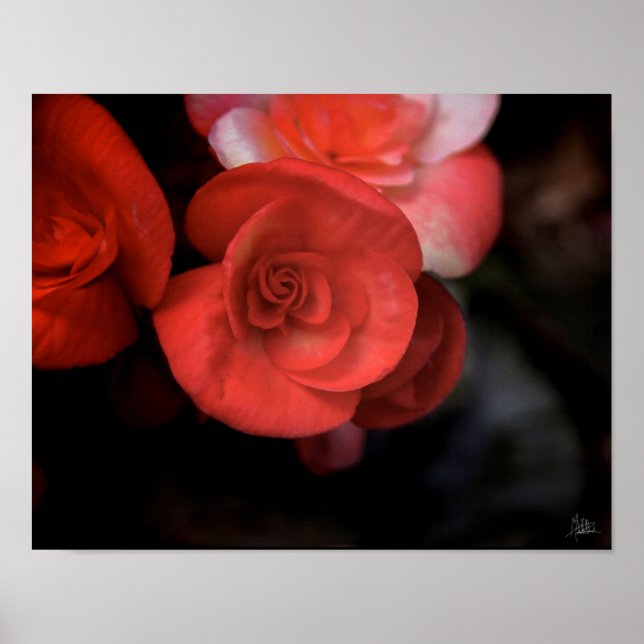 Pôster La Fleur Rouge [Art Impressão] (Frente)