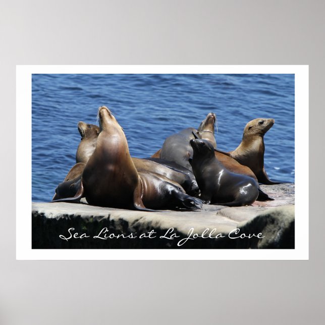 Poster La Jolla Cove Sea Lions (Frente)