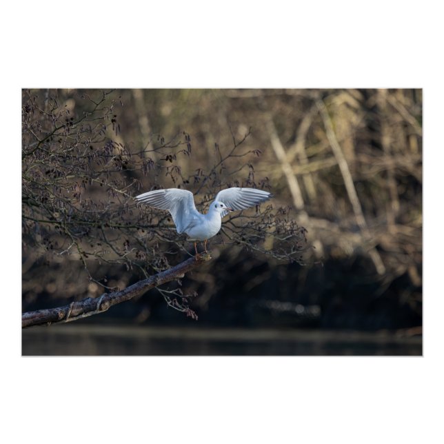 Pôster la mouette (seagull) (Frente)