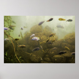 Poster Lá no fundo