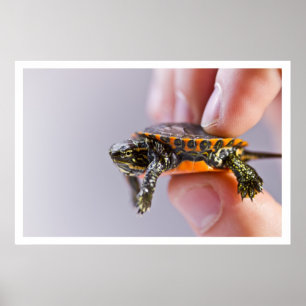 Poster La pequeno Tortue