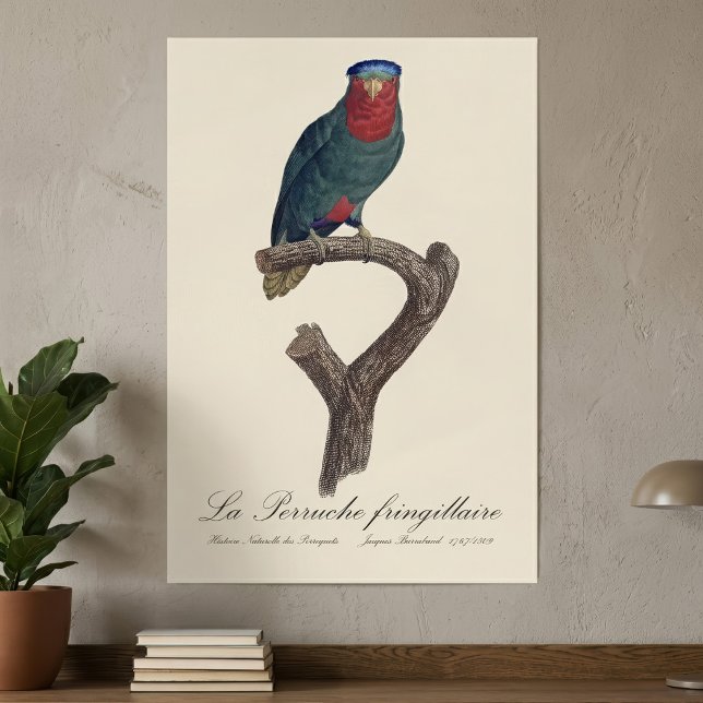 Poster La Perruche fringillaire (Blue-Crowned Lorikeet, Vini Australis. Poster)