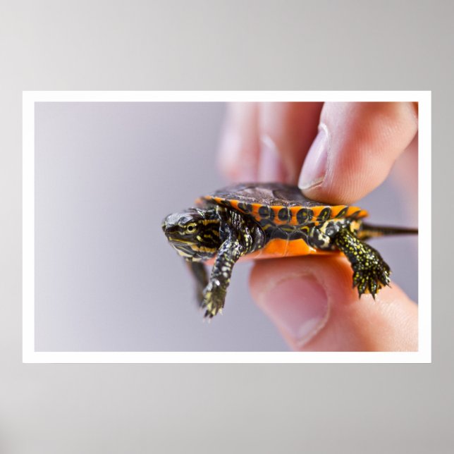 Poster La Petite Tortue (Frente)