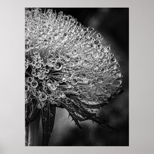 Poster La Pluie Noir - Dandelion (Frente)