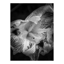 La Pluie Noir - Forte Lily, Transparente