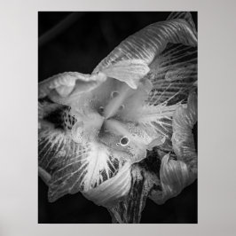 Poster La Pluie Noir - Forte Lily, Transparente