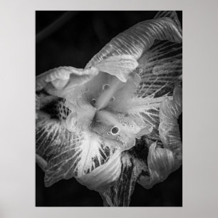 Poster La Pluie Noir - Forte Lily, Transparente