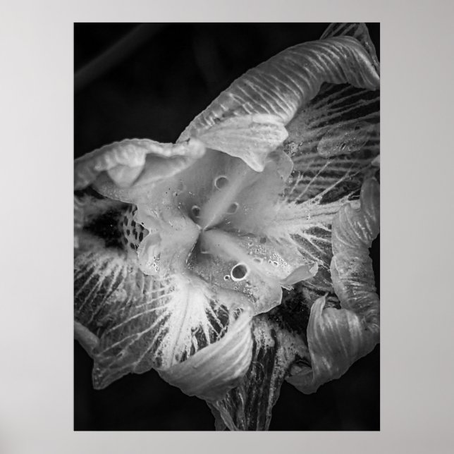 Poster La Pluie Noir - Forte Lily, Transparente (Frente)