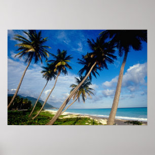 Pôster La Samana Peninsula, República Dominicana,