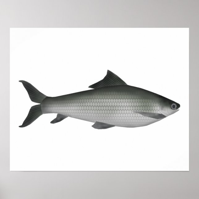 Poster Labeo comum (Frente)