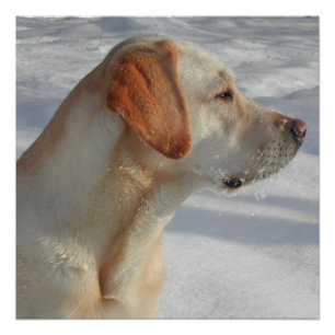 Pôster laboratório amarelo 4