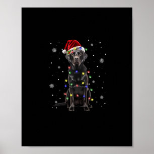 Poster laboratório negro labrador dog christmas light pap