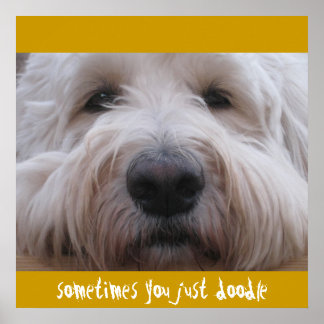 Pôster Labradoodle Thoughts