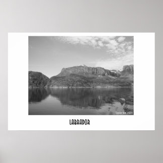 Pôster Labrador