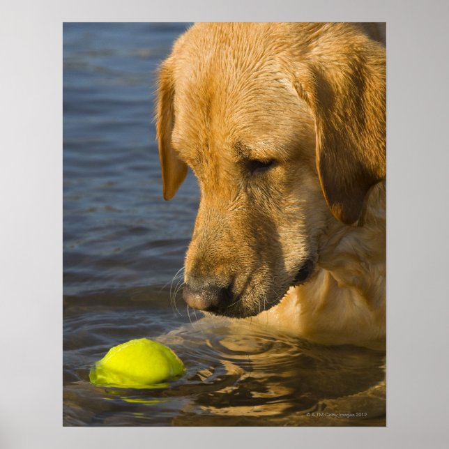 Poster Labrador amarelo com uma bola de tênis na água (Frente)