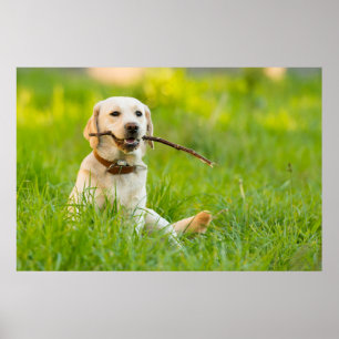 Poster Labrador Amarelo Reproduz Feixe